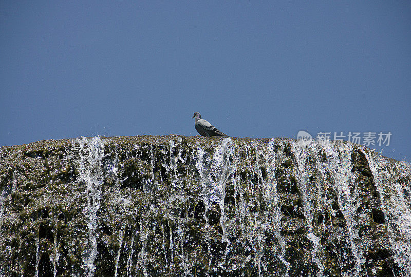 在那里/ Pigeon